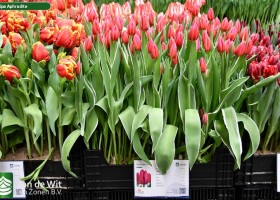 Tulipa Aphrodite ® (1)